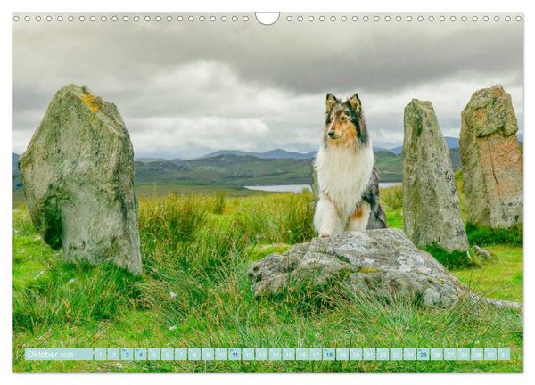 Produktbild: Highland-Collies - Auf vier Pfoten durch Schottland und Irland (Wandkalender 2026 DIN A3 quer), CALVENDO Monatskalender