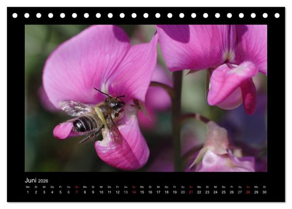 Produktbild: Die Wildbienen Deutschlands (Tischkalender 2026 DIN A5 quer), CALVENDO Monatskalender