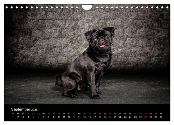 Produktbild: Urban Dogs - Hundekalender der anderen Art (Wandkalender 2026 DIN A4 quer), CALVENDO Monatskalender