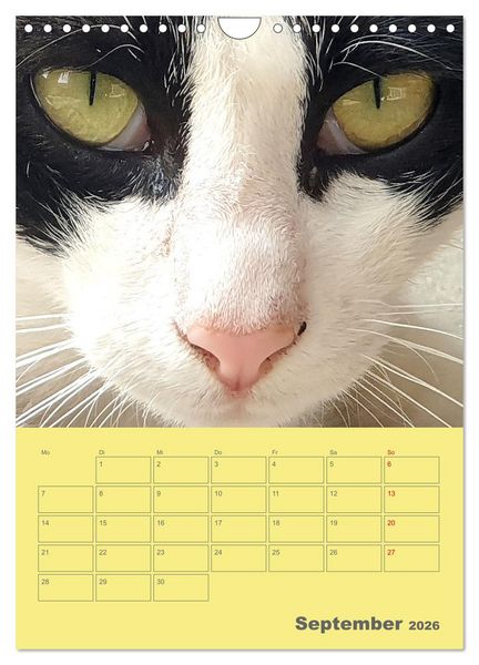 Produktbild: Cat Faces - Charakterstarke Katzengesichter ganz nah (Wandkalender 2026 DIN A4 hoch), CALVENDO Monatskalender