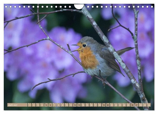 Produktbild: Robin, das s&uuml;&szlig;e Rotkehlchen (Wandkalender 2027 DIN A4 quer), CALVENDO Monatskalender