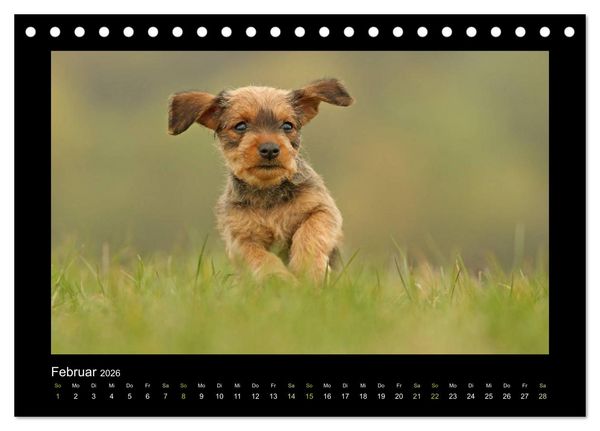 Produktbild: Allerlei Hundekinder (Tischkalender 2026 DIN A5 quer), CALVENDO Monatskalender