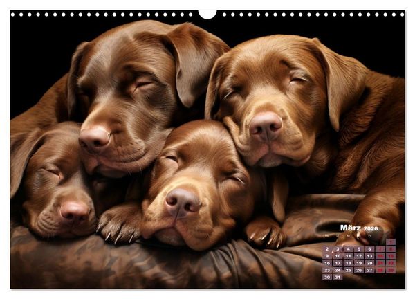 Produktbild: Wenn sie schlafen... (Wandkalender 2026 DIN A3 quer), CALVENDO Monatskalender