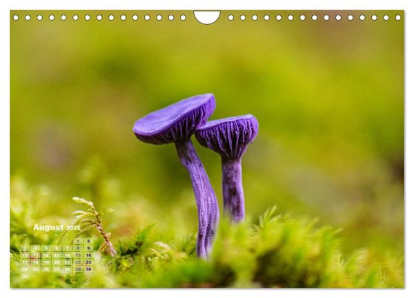 Produktbild: Fantastische Pilzwelten (Wandkalender 2026 DIN A4 quer), CALVENDO Monatskalender