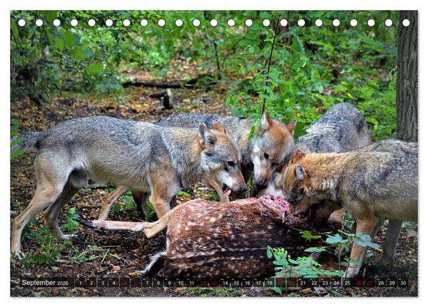 Produktbild: Begegnung mit dem Wolf (Tischkalender 2026 DIN A5 quer), CALVENDO Monatskalender