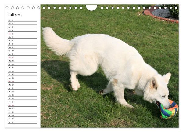 Produktbild: Berger Blanc Suisse - Wei&szlig;er Schweizer Sch&auml;ferhund (Wandkalender 2026 DIN A4 quer), CALVENDO Monatskalender