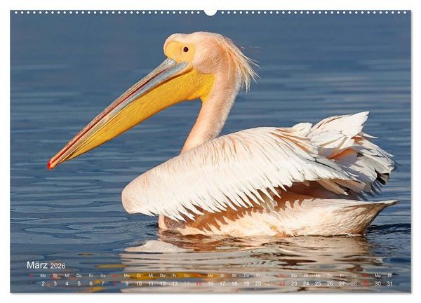 Produktbild: Pelikan-Kalender (hochwertiger Premium Wandkalender 2026 DIN A2 quer), Kunstdruck in Hochglanz