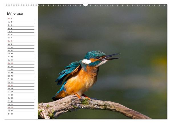Produktbild: Eisv&ouml;gel (Wandkalender 2026 DIN A2 quer), CALVENDO Monatskalender