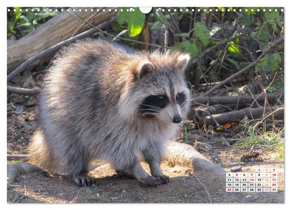 Produktbild: Kanadas charmante Kleintiere - Bezaubernde Einblicke in die Natur (Wandkalender 2026 DIN A3 quer), CALVENDO Monatskalender