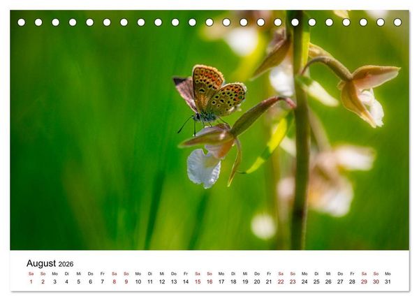 Produktbild: Oberbayerischer Insekten Kalender (Tischkalender 2026 DIN A5 quer), CALVENDO Monatskalender
