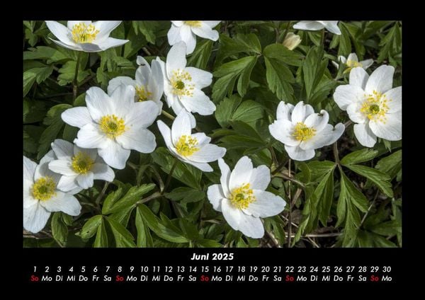Produktbild: Pflanzen und Bl&uuml;ten 2025 Fotokalender DIN A3
