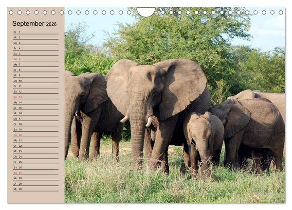 Produktbild: Elefanten in freier Wildbahn (Wandkalender 2026 DIN A4 quer), CALVENDO Monatskalender