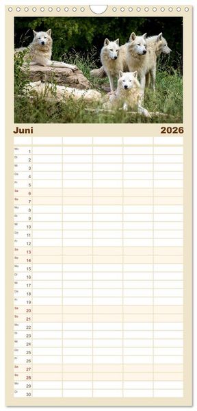 Produktbild: Familienplaner 2026 - Begegnung mit dem Wolf mit 5 Spalten (Wandkalender, 21 x 45 cm) CALVENDO