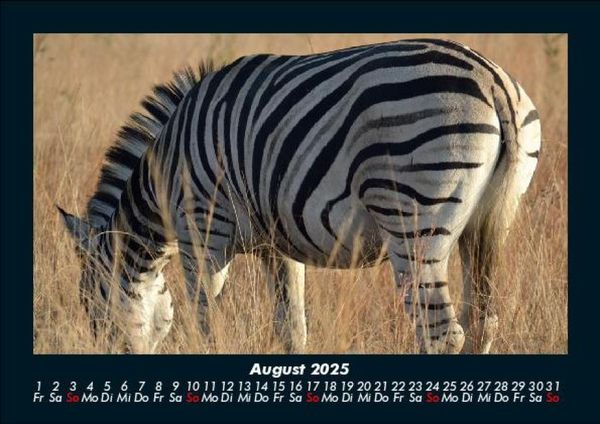 Produktbild: Zebrazauber 2025 Fotokalender DIN A5