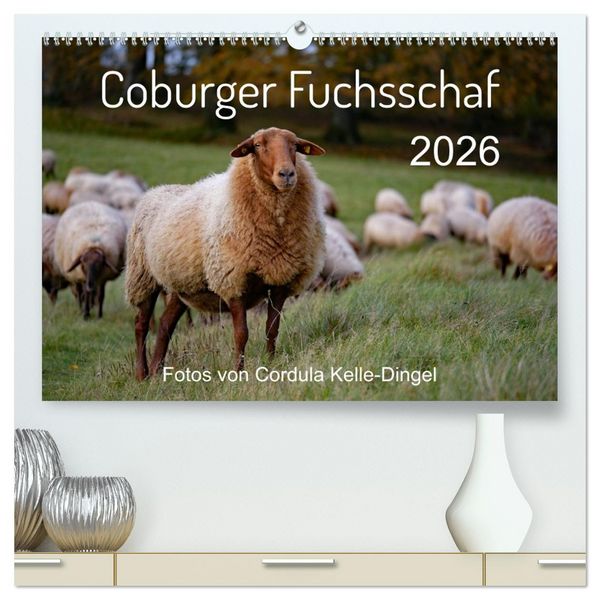 Produktbild: Coburger Fuchsschaf (hochwertiger Premium Wandkalender 2026 DIN A2 quer), Kunstdruck in Hochglanz