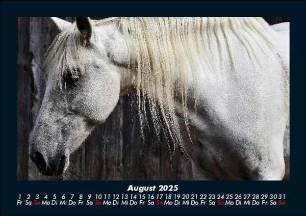 Produktbild: Pferdegefl&uuml;ster 2025 Fotokalender DIN A5