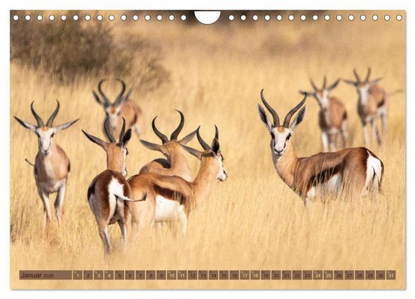 Produktbild: Wildlife Namibia - Etosha und Kalahari (Wandkalender 2026 DIN A4 quer), CALVENDO Monatskalender