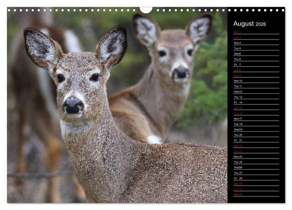 Produktbild: North America's Wildlife (Wall Calendar 2026 DIN A3 landscape), CALVENDO 12 Month Wall Calendar