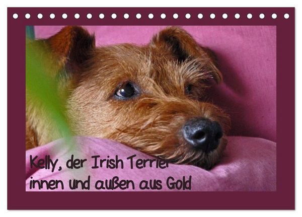 Produktbild: Kelly, der Irish Terrier - innen und au&szlig;en aus Gold (Tischkalender 2026 DIN A5 quer), CALVENDO Monatskalender