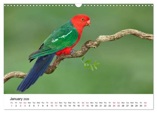 Produktbild: Australian Parrots (Wall Calendar 2026 DIN A3 landscape), CALVENDO 12 Month Wall Calendar