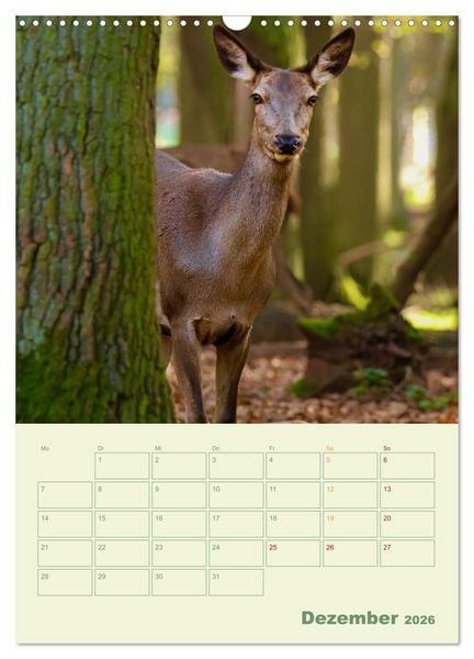 Produktbild: Waldmomente (Wandkalender 2026 DIN A3 hoch), CALVENDO Monatskalender