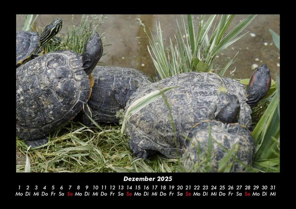 Produktbild: Welt der Tiere 2025 Fotokalender DIN A3