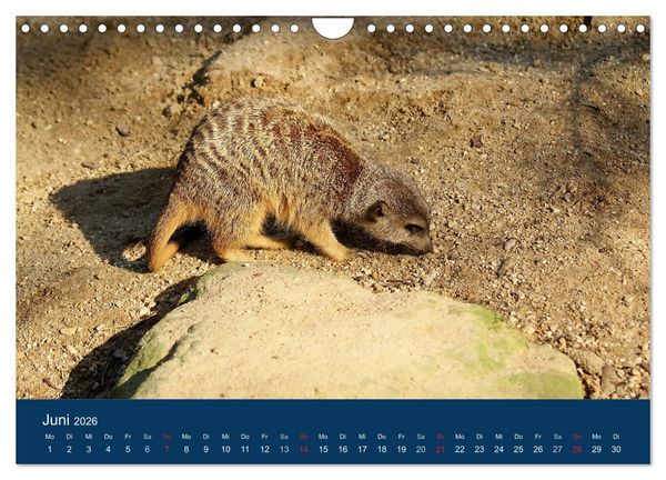 Produktbild: Erdm&auml;nnchen - Zusammen sind wir stark (Wandkalender 2026 DIN A4 quer), CALVENDO Monatskalender