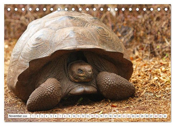 Produktbild: Gal&aacute;pagos - Die verwunschenen Inseln (Tischkalender 2026 DIN A5 quer), CALVENDO Monatskalender