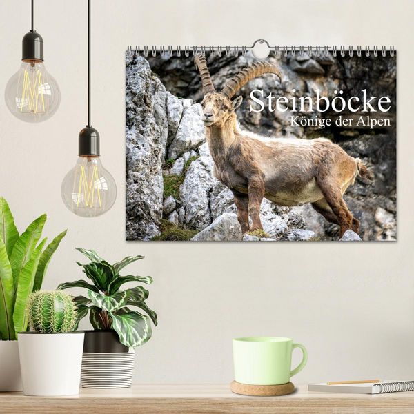 Produktbild: Steinb&ouml;cke - Majest&auml;tische Tiere der Alpen (Wandkalender 2026 DIN A4 quer), CALVENDO Monatskalender