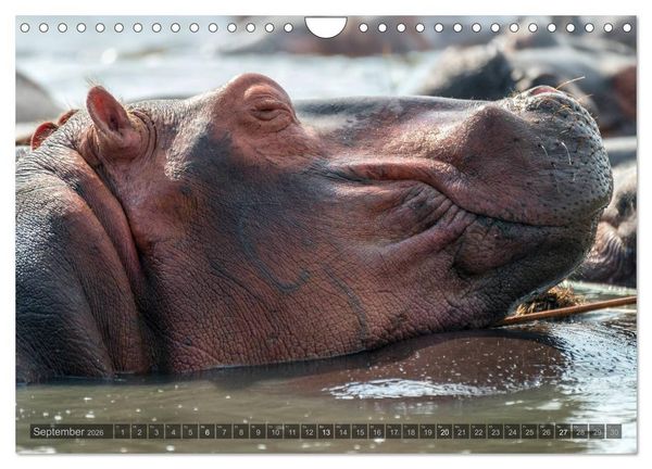 Produktbild: Botswana &ndash; Landschaft und Tierwelt (Wandkalender 2026 DIN A4 quer), CALVENDO Monatskalender