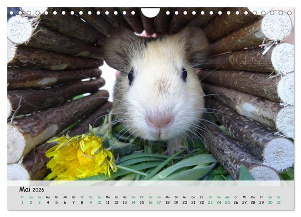 Produktbild: Meerschweinchen 2026 - bezaubernd, hinrei&szlig;end, entz&uuml;ckend (Wandkalender 2026 DIN A4 quer), CALVENDO Monatskalender