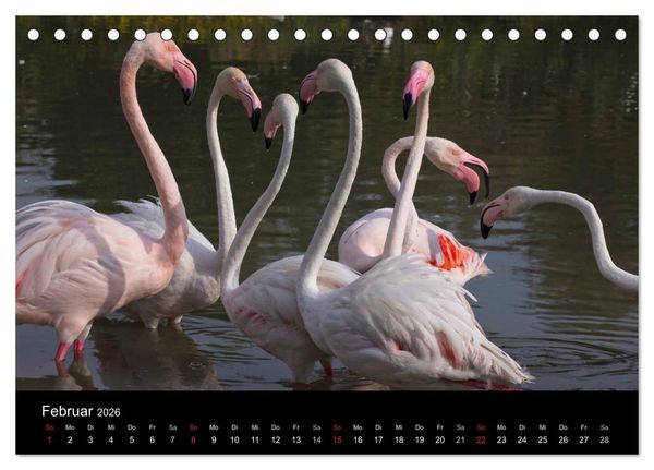 Produktbild: Flamingos der Camargue 2026 (Tischkalender 2026 DIN A5 quer), CALVENDO Monatskalender