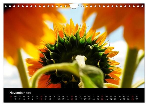 Produktbild: Sonnenblumen (Wandkalender 2026 DIN A4 quer), CALVENDO Monatskalender