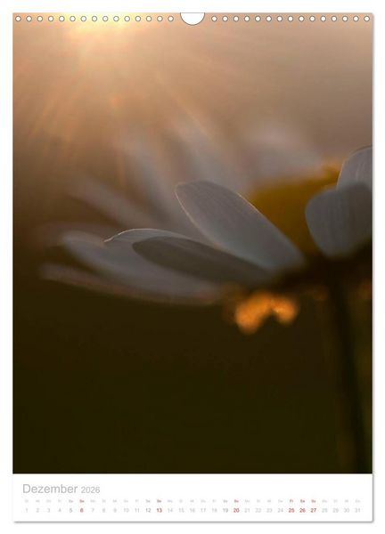 Produktbild: Wiesenblumen (Wandkalender 2026 DIN A3 hoch), CALVENDO Monatskalender