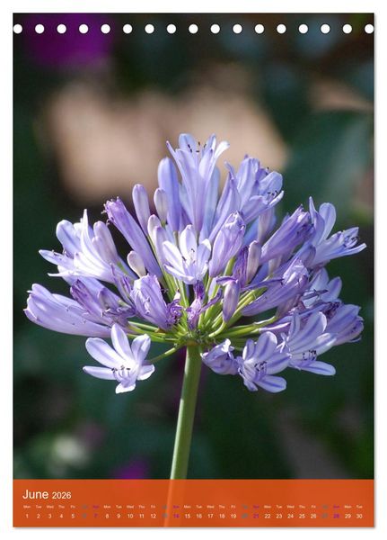 Produktbild: Mexican Garden Flowers - Aguascalientes (Desk Calendar 2026 DIN A5 portrait), CALVENDO 12 Month DeskCalendar