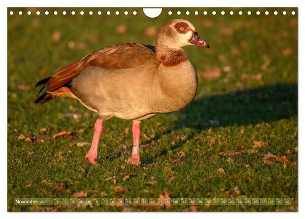 Produktbild: Gans sch&ouml;n wild (Wandkalender 2027 DIN A4 quer), CALVENDO Monatskalender