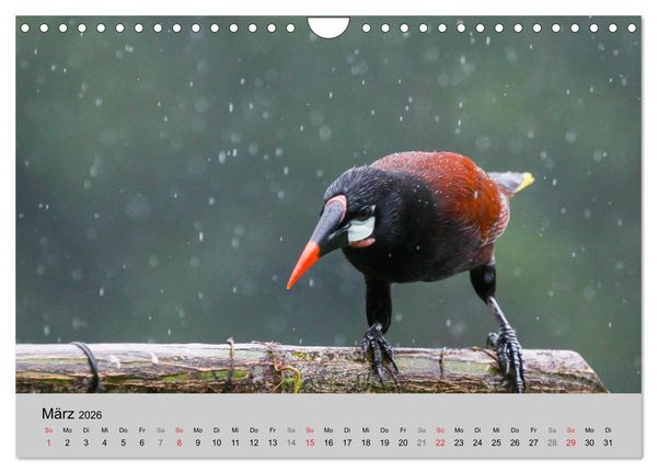 Produktbild: Costa Rica (Wandkalender 2026 DIN A4 quer), CALVENDO Monatskalender