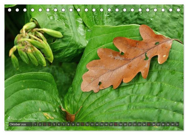 Produktbild: Hosta Staude mit Herz (Tischkalender 2026 DIN A5 quer), CALVENDO Monatskalender