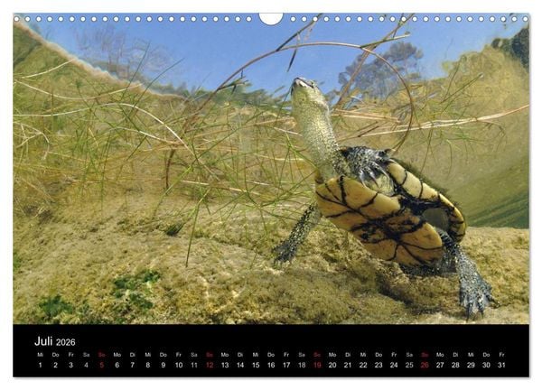 Produktbild: WILD - Tierkalender 2026 (Wandkalender 2026 DIN A3 quer), CALVENDO Monatskalender