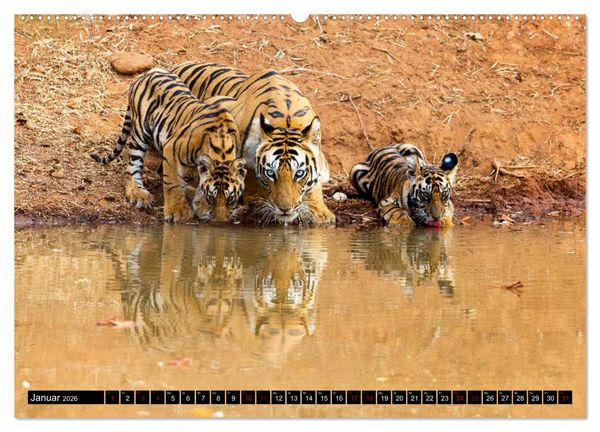 Produktbild: Indien - Im Reich des Tigers (Wandkalender 2026 DIN A2 quer), CALVENDO Monatskalender