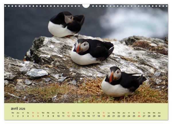 Produktbild: Macareux-moines Des petits oiseaux originaux! (Calendrier mural 2026 DIN A3 vertical), CALVENDO calendrier mensuel