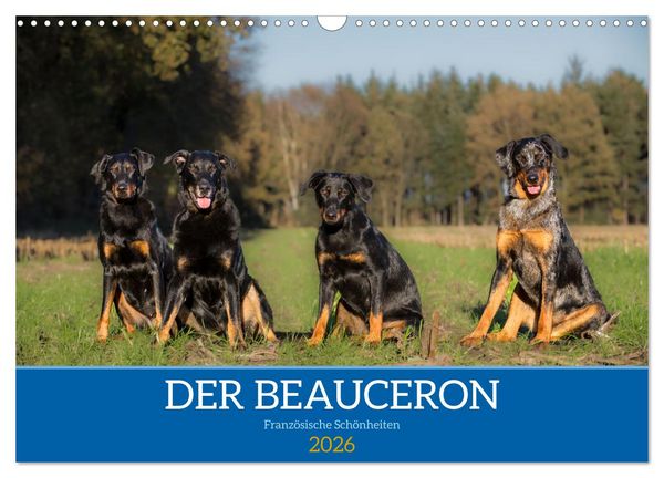 Produktbild: Der Beauceron (Wandkalender 2026 DIN A3 quer), CALVENDO Monatskalender