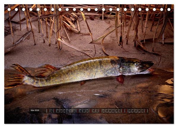 Produktbild: UNSER FISCH. S&Uuml;&szlig;WASSER. (Tischkalender 2026 DIN A5 quer), CALVENDO Monatskalender