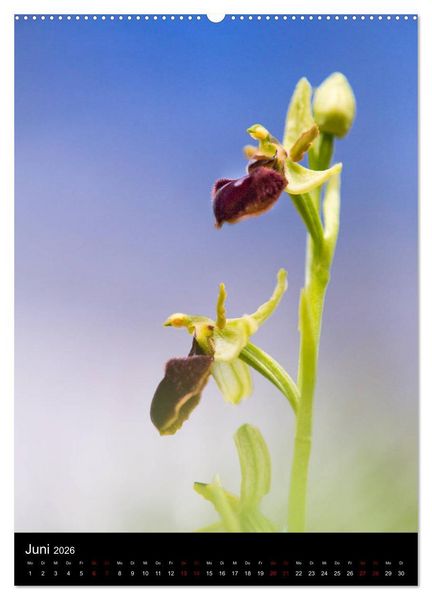 Produktbild: Im richtigen Licht: Wilde Orchideen in S&uuml;dbayern (hochwertiger Premium Wandkalender 2026 DIN A2 hoch), Kunstdruck in Hochglanz