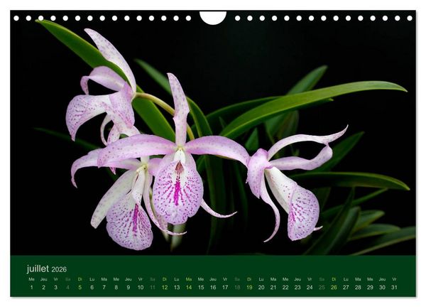 Produktbild: Les Orchid&eacute;es (Calendrier mural 2026 DIN A4 vertical), CALVENDO calendrier mensuel