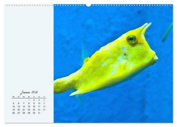 Produktbild: Salzwasseraquarium. Meeresfische im heimischen Wohnzimmer (hochwertiger Premium Wandkalender 2026 DIN A2 quer), Kunstdruck in Hochglanz