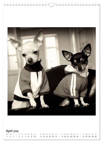 Produktbild: CHIHUAHUA CHIC Photos Marion Koell (Wandkalender 2026 DIN A3 hoch), CALVENDO Monatskalender