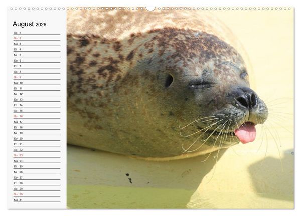 Produktbild: Seehunde und Otter. Putzige Gesellen, perfekte Schwimmer (hochwertiger Premium Wandkalender 2026 DIN A2 quer), Kunstdruck in Hochglanz