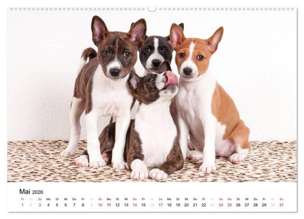 Produktbild: Allerliebste Basenji Welpen 2026 (Wandkalender 2026 DIN A2 quer), CALVENDO Monatskalender