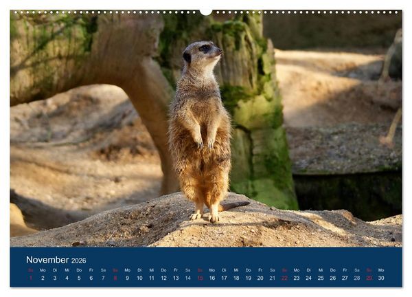 Produktbild: Erdm&auml;nnchen - Zusammen sind wir stark (Wandkalender 2026 DIN A2 quer), CALVENDO Monatskalender